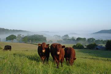 Here they are in all their glory - the Red Devon Cattle grazing on the farm.