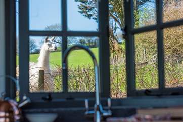 Your furry neighbours will keep you entertained whilst washing the dishes.