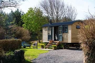 Beautful Copperas sits proud in its very own enclosed area on the historic farmstead at Lydford Farm.