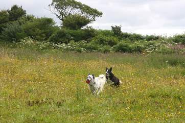 The paddock next to the cottage is perfect for your four-legged friends to burn up some energy.