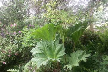 Magnificent gunnera provide quite a display.