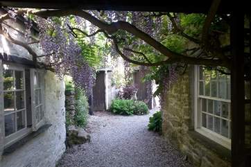 The covered walkway from the kitchen to the snug - it really is quite a display in the spring.