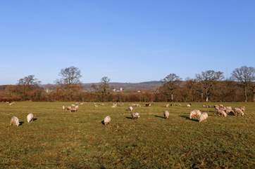 There is a dedicated field for you to exercise your dog. At the time this photo was taken there were sheep keeping the meadow grazed but these are only here for a very short time.