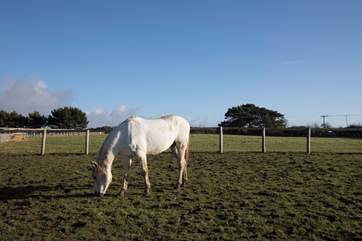 Your horse can be on holiday too!