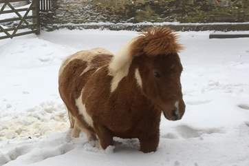 Toffee, the Shetland pony is a bonus for guests to see too.