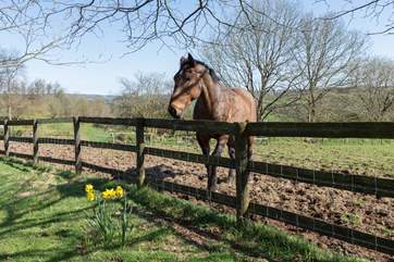 The owners' horses will want to say hello !