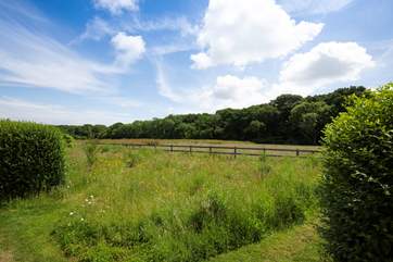 The neighbouring meadow