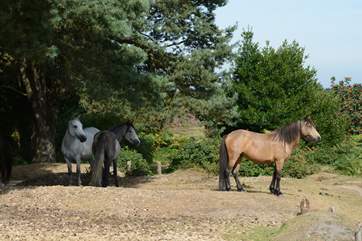 New Forest National Park, has free roaming ponies, cattle and pigs, with miles of footpaths and cycle tracks through ancient woodland.
