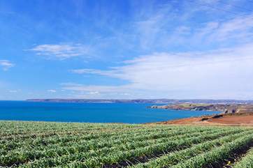 The view from the garden at Sunsets (over Rinsey).