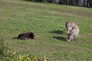 The cottage backs onto a field with donkeys, do you have a spare carrot?