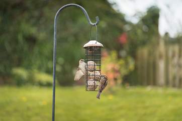 A variety of different birds enjoy the feeders at Owlan.