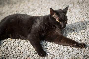 One of the friendly felines.