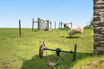 At certain times of the year you can watch the sheep in the neighbouring paddock.
