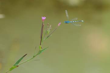 Dragonflies abound.