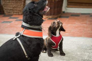 Meet Rosie and Bella who live with the owner next door.