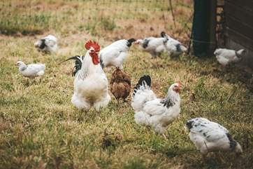 Some of your neighbours at Farm Cottage.