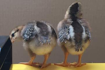 And for an extra treat - Daisyland Farm is home to special pure breed chickens. This is Gracie and Evie, hatched in the summer! You will be able to hold a chicken, help feed them, collect eggs and lea