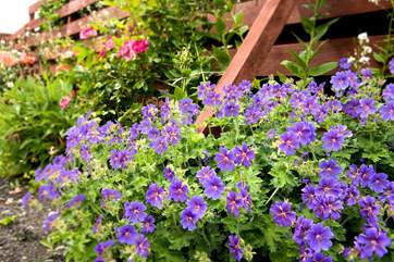 Pretty borders in the gardens.