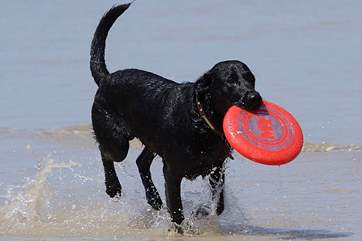 Your pooch can come too!