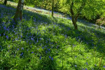 Natural woodland extends beyond the garden.