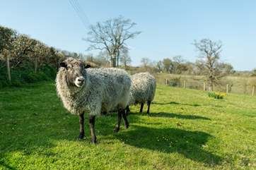 The sheep will sometimes be in the paddock right next to your garden.
