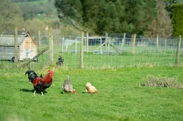 Even the chickens and cockerel are special breeds.