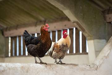 You will find free-range chickens wandering around happily.
