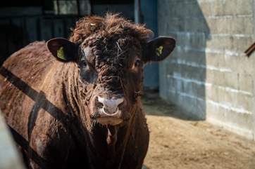 The farm is also home to a herd of beef cattle. When you are exploring it is important to keep your dog on a lead please.