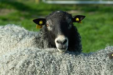 Whitehall Farm is home to a rare flock of Gottland sheep, famous for their incredible curly fleeces. The lovely owners will be pleased to show you around.