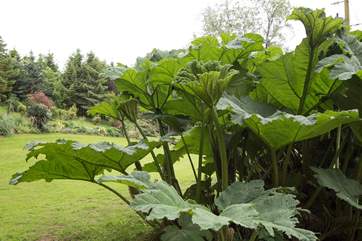 The wildlife is really well catered for in this stunning selection of plants and shrubbery.