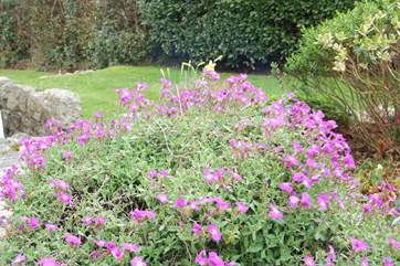 The garden has colour almost all year.